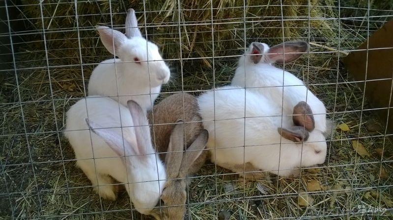 Продаются кролики - Изображение #1, Объявление #1330810