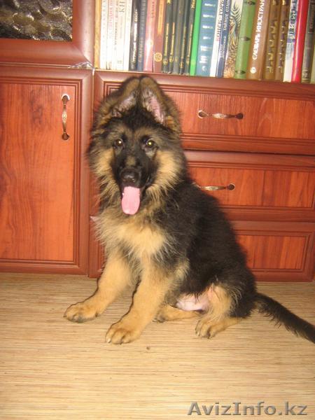 Продам щенков длинношерстной немецкой овчарки, документы СКК, 4 месяца - Изображение #1, Объявление #1482707