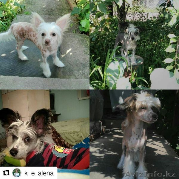 щенки китайской хохлатой - Изображение #1, Объявление #1492109