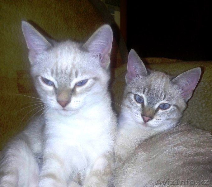 отдам прекрасных котят! - Изображение #1, Объявление #1502594