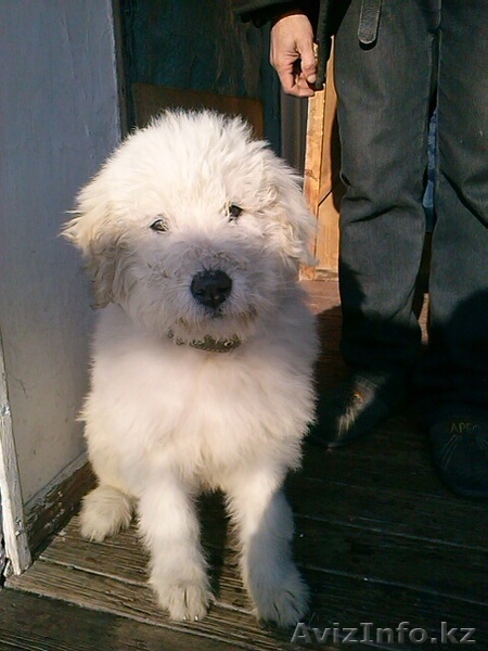 подарите себе друга - Изображение #1, Объявление #1540317