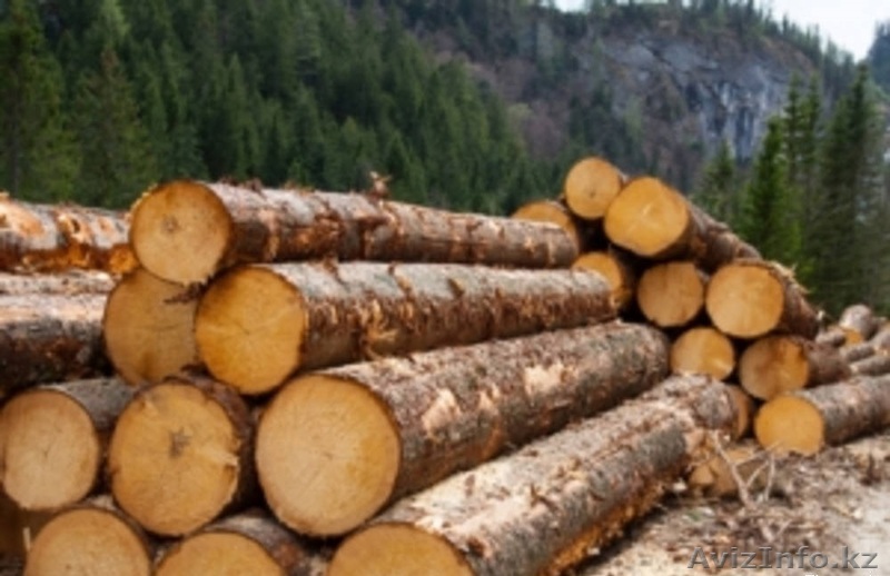 Лес кругляк пихта сосна осина береза - Изображение #1, Объявление #1551020