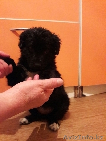 Щенки ищут дом!!! - Изображение #1, Объявление #1601977