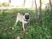 Продам.Собаки.Мопс. - Изображение #3, Объявление #118213