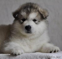 щенки Аляскинского Маламута - Изображение #1, Объявление #119866