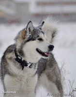 щенки Аляскинского Маламута - Изображение #3, Объявление #119866