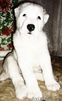 щенки волкодава(алабая) - Изображение #5, Объявление #204911