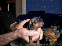 Продам щенков цвергпинчера - Изображение #5, Объявление #223431