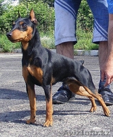 Продам щенков цвергпинчера - Изображение #1, Объявление #223431