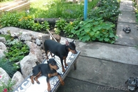 Продам щенков цвергпинчера - Изображение #3, Объявление #223431