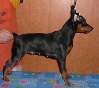 Продам щенков цвергпинчера - Изображение #2, Объявление #223431