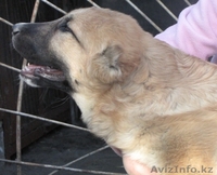Щенки САО (Алабай) - Изображение #2, Объявление #265291