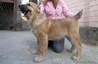 Щенки САО (Алабай) - Изображение #1, Объявление #265291