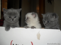 продам британских котят с родословной - Изображение #3, Объявление #249346