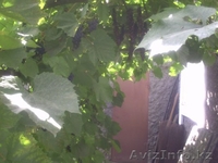 Продам 4-комнатный дом в отличном состоянии - Изображение #2, Объявление #368722