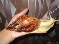 Продам улиток, не дорого, породистые - Изображение #2, Объявление #421154