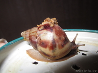 Продам улиток, не дорого, породистые - Изображение #3, Объявление #421154