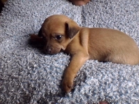 Продаются щенки Той-терьеров - Изображение #1, Объявление #541700