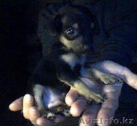 Продаются щенки Той-терьеров - Изображение #2, Объявление #541700