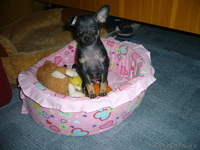 продам щенка той-терьера - Изображение #4, Объявление #514431