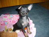 продам щенка той-терьера - Изображение #3, Объявление #514431