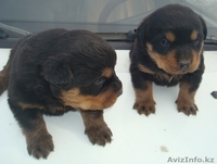 Щенки ротвейлера, с родословной - Изображение #1, Объявление #608725