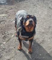 Щенки ротвейлера, с родословной - Изображение #3, Объявление #608725