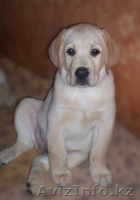 Лабрадор ищет хозяев - Изображение #1, Объявление #603351