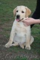 Лабрадор ищет хозяев - Изображение #2, Объявление #603351
