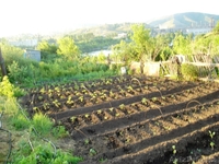 Продаётся  дача - Изображение #3, Объявление #643179