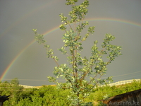 Продаётся  дача - Изображение #6, Объявление #643179