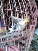 Продам попугая Корелла - Изображение #2, Объявление #664393