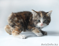 Продам котят породы "Курильский бобтейл" - Изображение #1, Объявление #643268