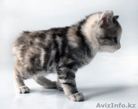Продам котят породы "Курильский бобтейл" - Изображение #2, Объявление #643268