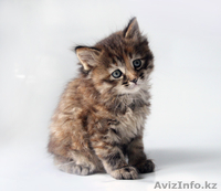 Продам котят породы "Курильский бобтейл" - Изображение #3, Объявление #643268