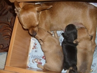 щенков той-терьра - Изображение #1, Объявление #704980