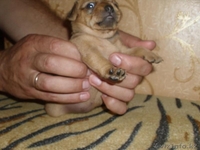 щенков той-терьра - Изображение #3, Объявление #704980