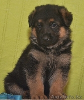 щенки нем. овчарки - Изображение #1, Объявление #749141