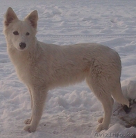 Отдам щенков дворняжки в хорошие руки - Изображение #1, Объявление #787652