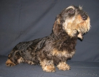 щенки таксы с родословной из питомника - Изображение #1, Объявление #827148