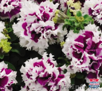 Рассада цветов и овощей - Изображение #1, Объявление #849973