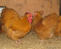 Куры-несушки,бройлеры,цыплята - Изображение #2, Объявление #876450