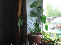 продам различные цветы - Изображение #1, Объявление #895139