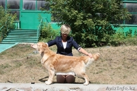 Перспективные щенки золотистого ретривера - Изображение #2, Объявление #910995