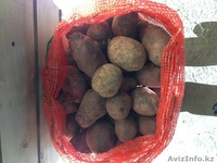 Картофель по 40 тенге - Изображение #3, Объявление #973795