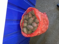 Картофель по 40 тенге - Изображение #2, Объявление #973795