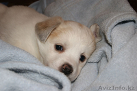 Малышка ищет дом!!!Нужны заботливые и любящие хозяева для щенка - Изображение #1, Объявление #976669