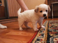 Малышка ищет дом!!!Нужны заботливые и любящие хозяева для щенка - Изображение #2, Объявление #976669