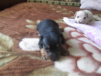 Продам щенков Американского Той-терьера  - Изображение #1, Объявление #982761