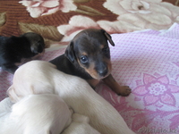 Продам щенков Американского Той-терьера  - Изображение #3, Объявление #982761